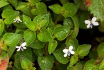 Viola abyssinica