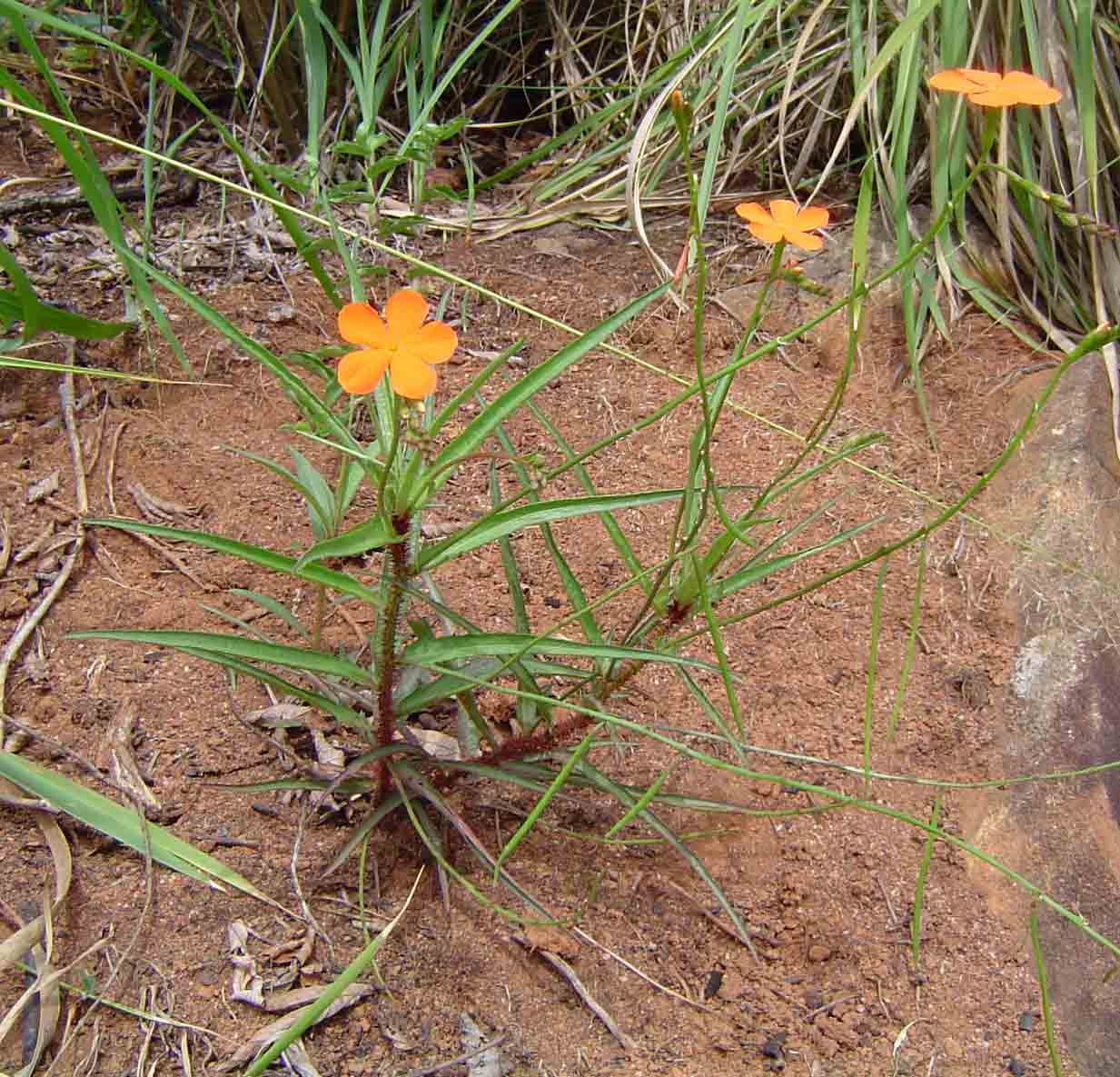 Tricliceras longepedunculatum var. longepedunculatum Tricliceras longepedunculatum var. longepedunculatum