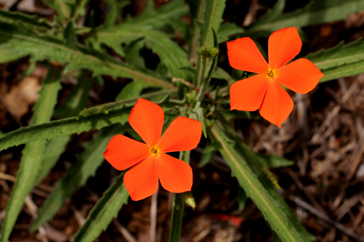 Tricliceras longepedunculatum var. longepedunculatum Tricliceras longepedunculatum var. longepedunculatum
