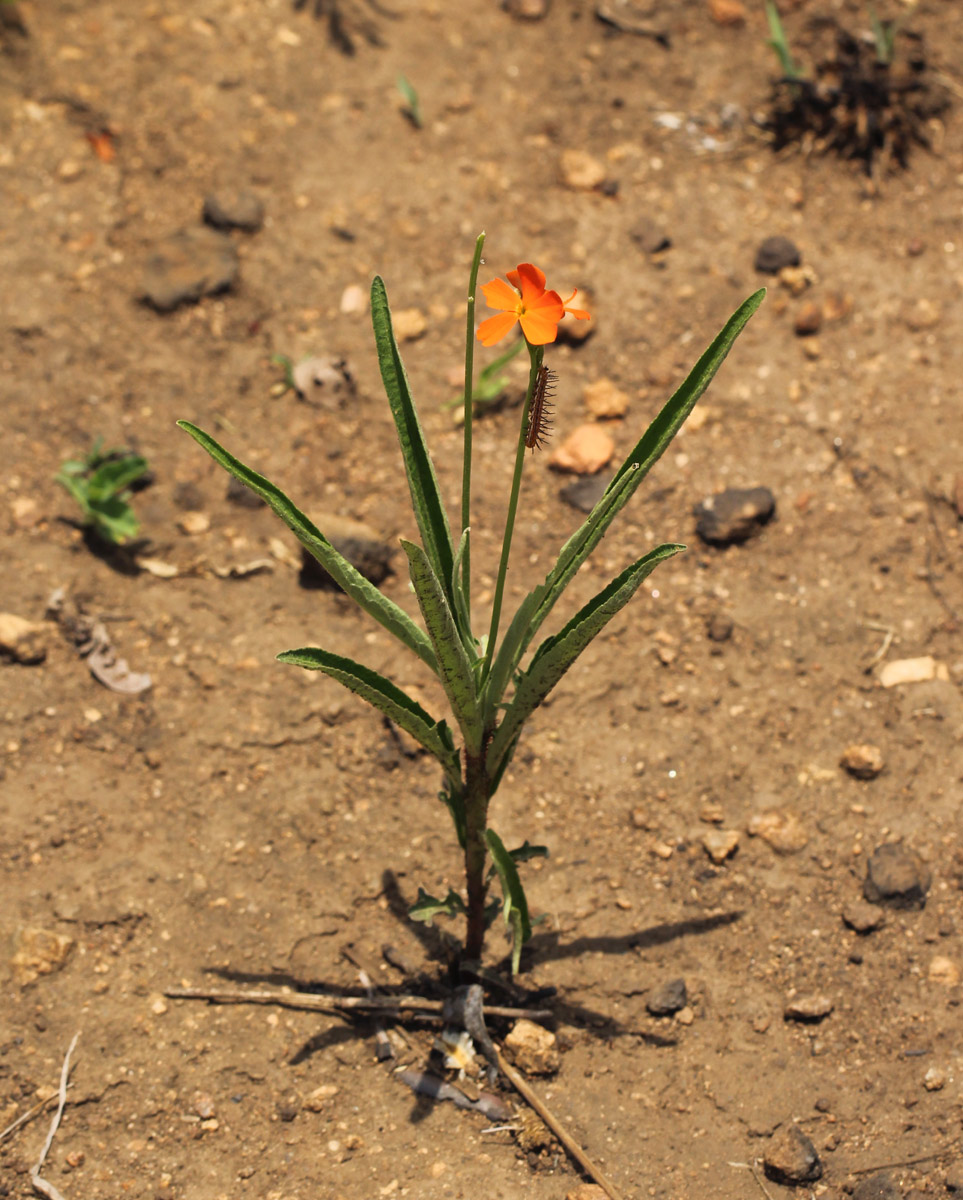 Tricliceras longepedunculatum var. longepedunculatum Tricliceras longepedunculatum var. longepedunculatum