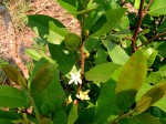 Paropsia brazzeana