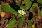 Paropsia brazzeana