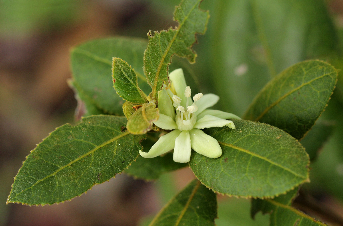 Paropsia brazzeana