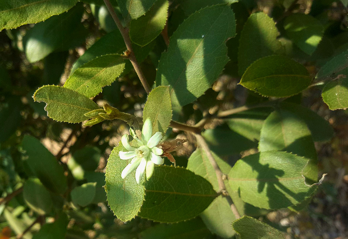 Paropsia brazzeana