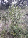 Paropsia brazzeana