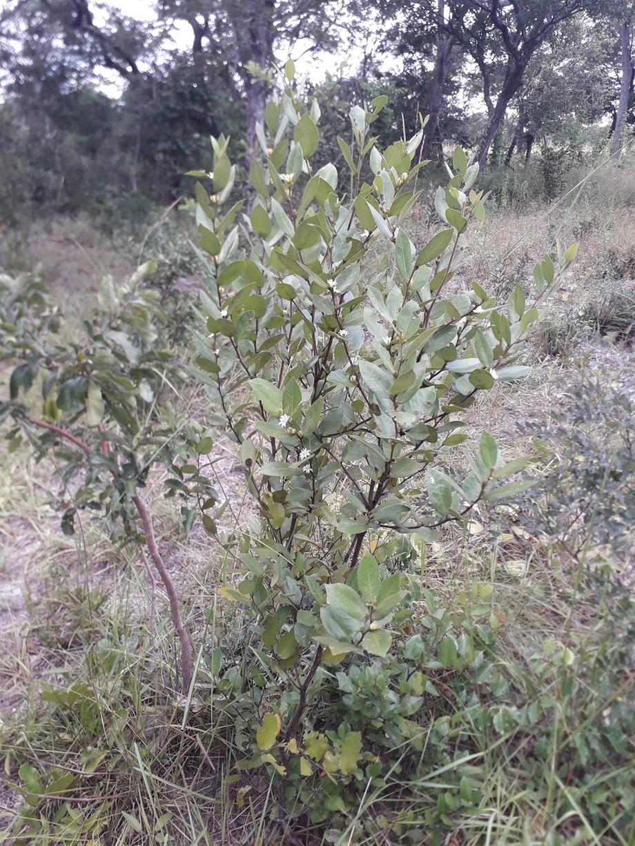 Paropsia brazzeana