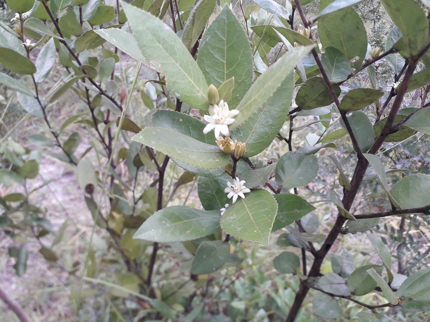 Paropsia brazzeana