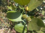 Paropsia brazzeana