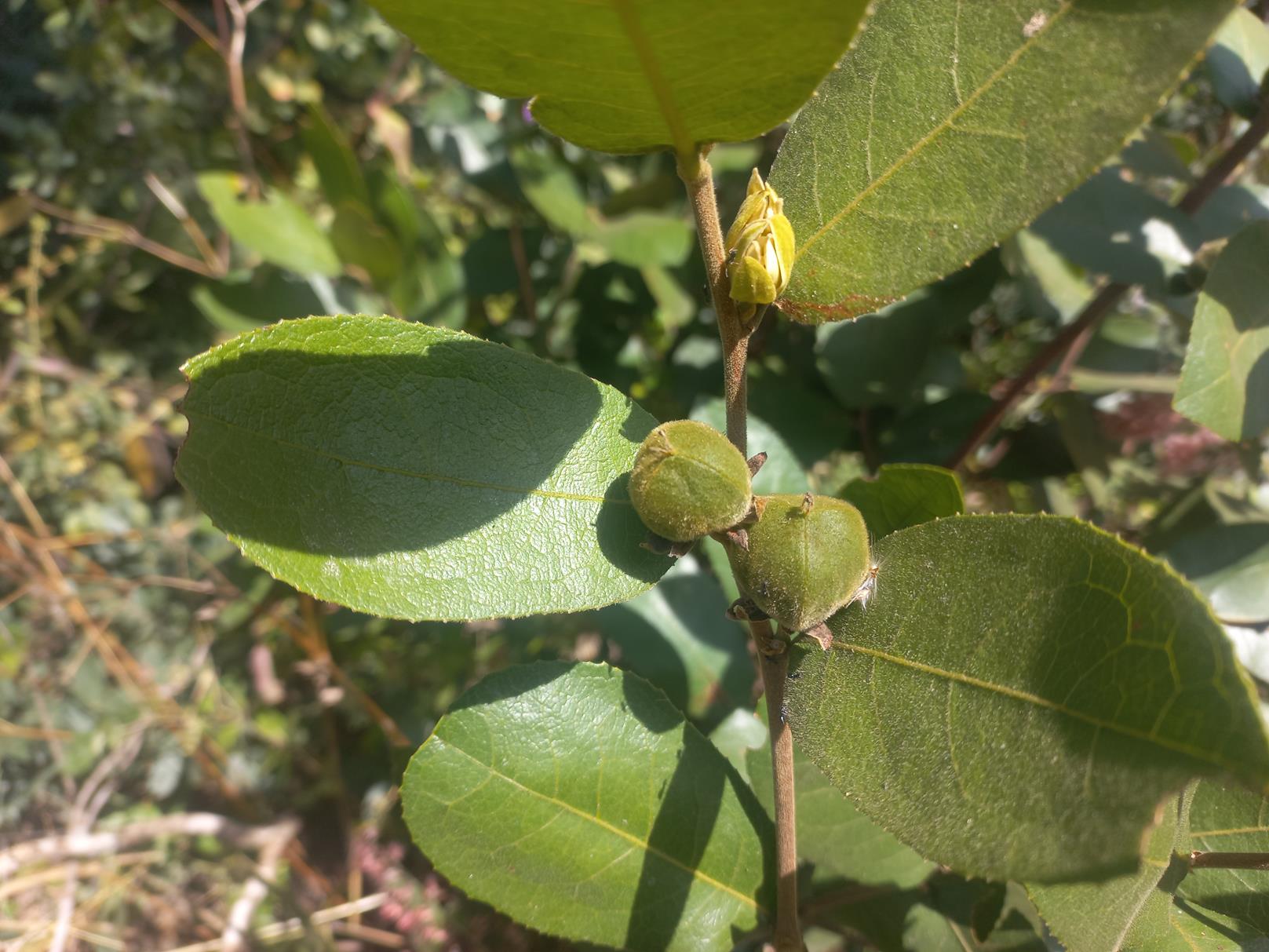 Paropsia brazzeana