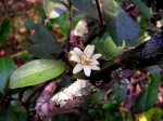 Paropsia brazzeana