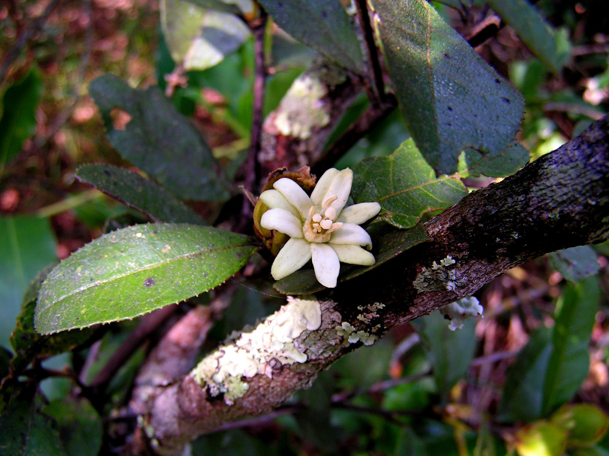 Paropsia brazzeana