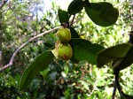 Paropsia brazzeana