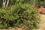 Paropsia brazzeana