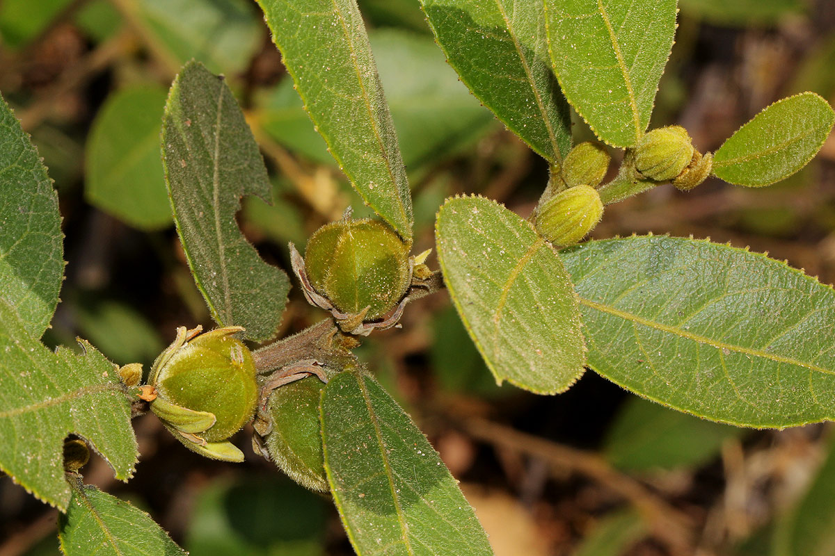 Paropsia brazzeana
