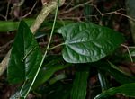 Adenia lobata subsp. rumicifolia