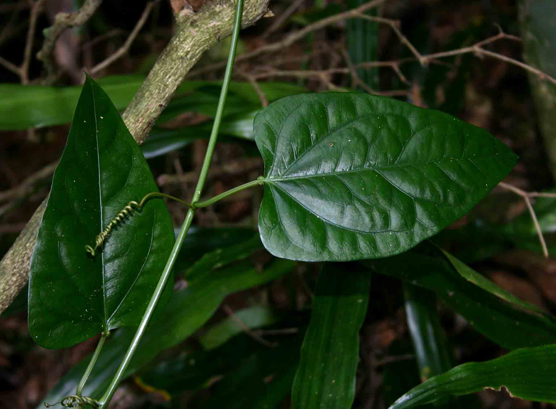 Adenia lobata subsp. rumicifolia