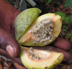 Adenia lobata subsp. rumicifolia