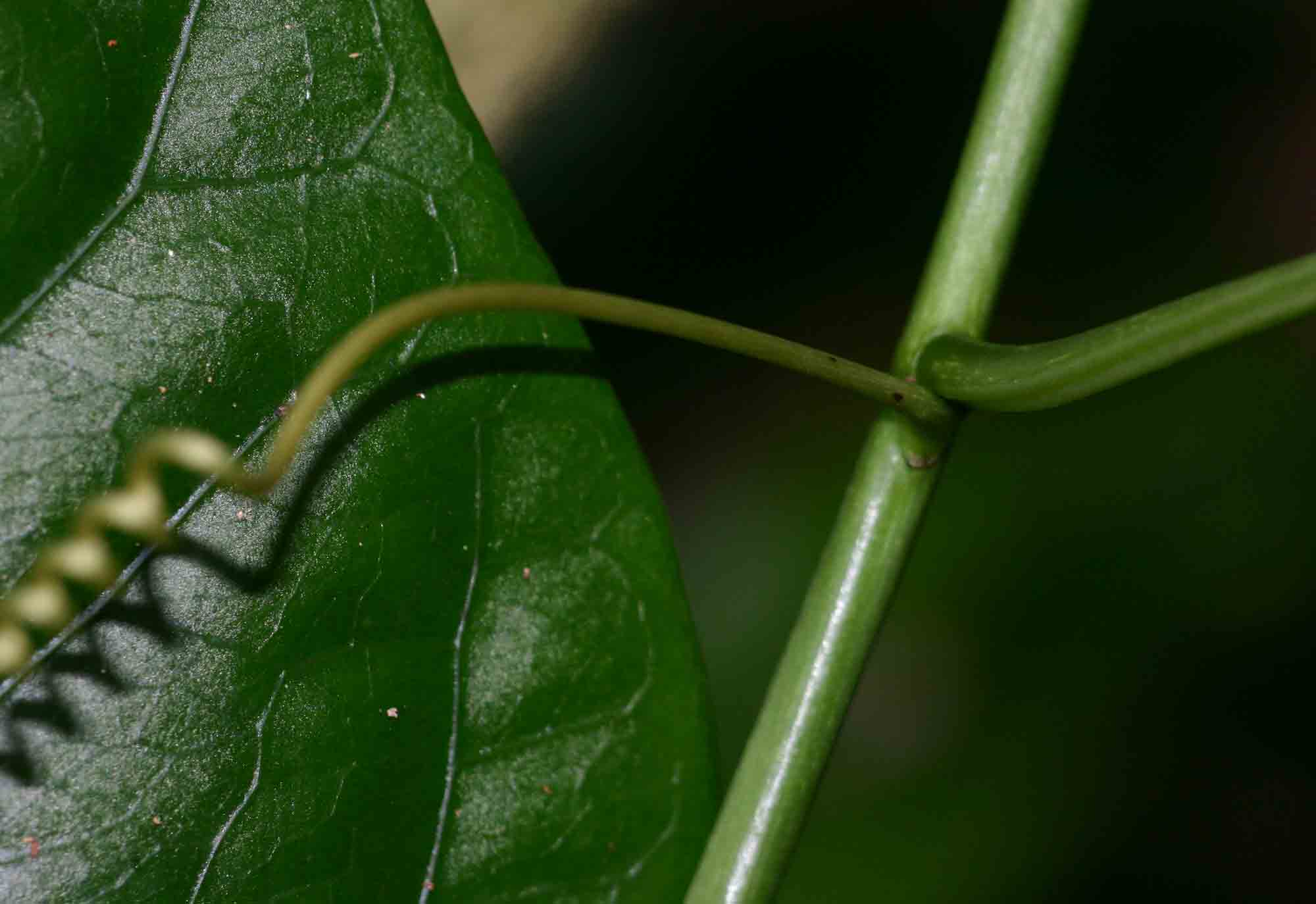 Adenia lobata subsp. rumicifolia