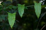 Adenia lobata subsp. rumicifolia
