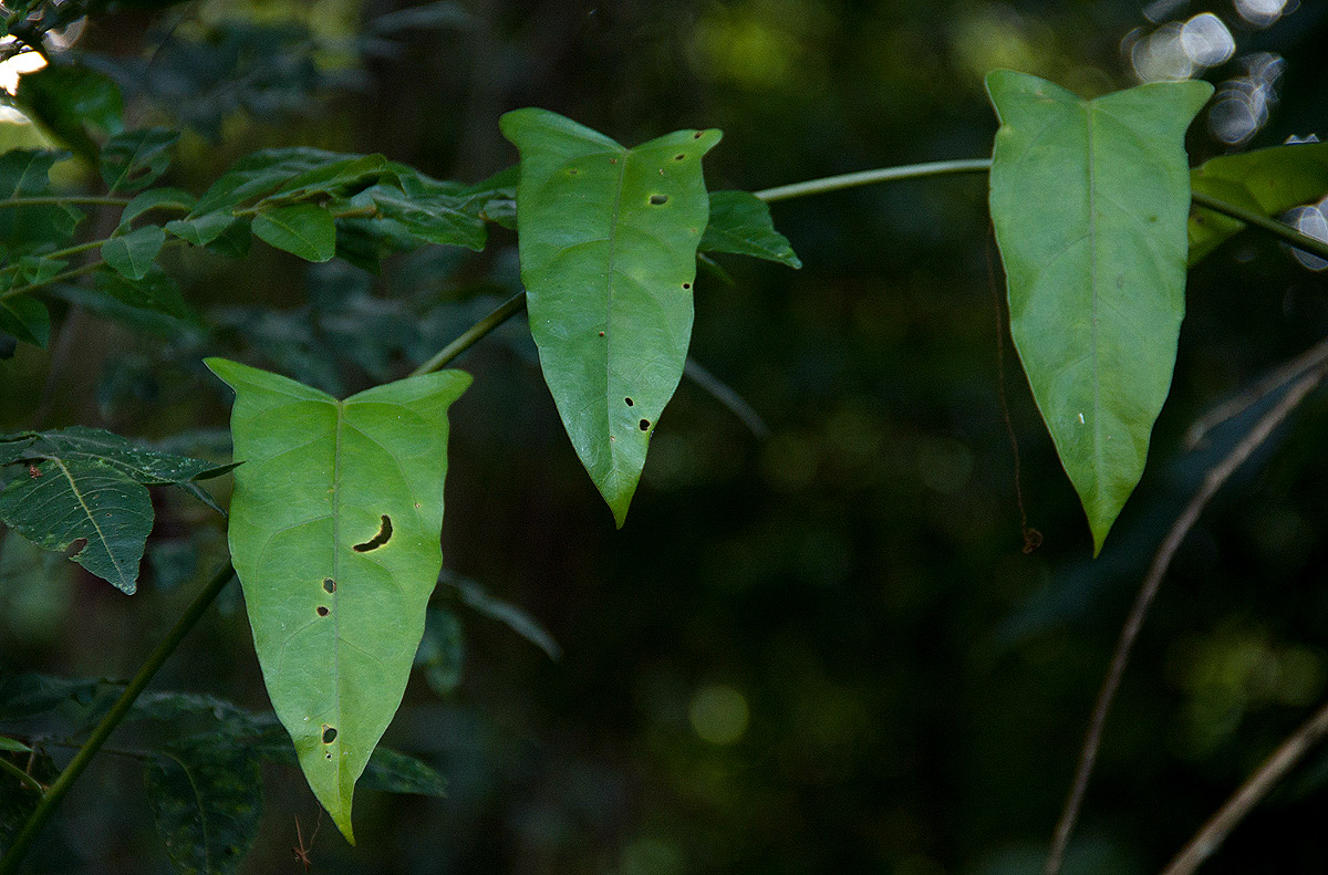 Adenia lobata subsp. rumicifolia