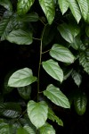 Adenia lobata subsp. rumicifolia
