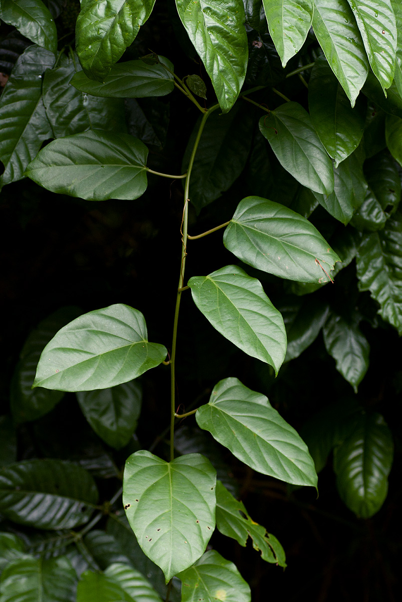 Adenia lobata subsp. rumicifolia