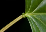 Adenia lobata subsp. rumicifolia