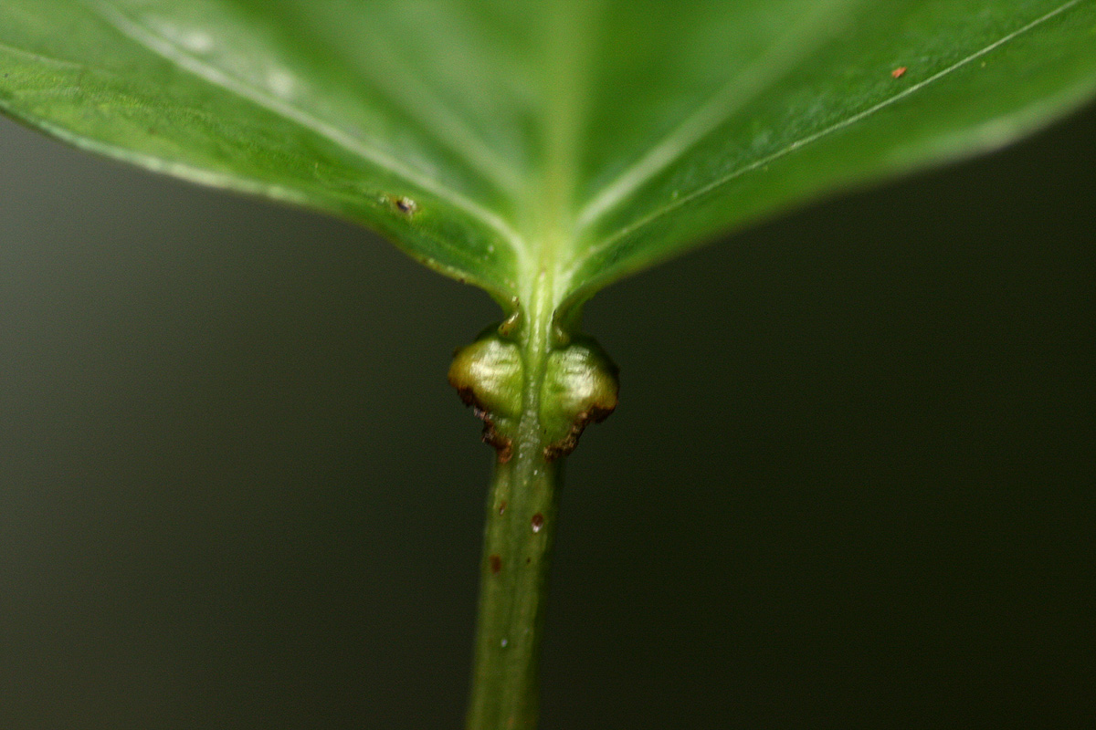 Adenia lobata subsp. rumicifolia