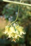 Adenia lobata subsp. rumicifolia