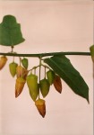 Adenia lobata subsp. rumicifolia