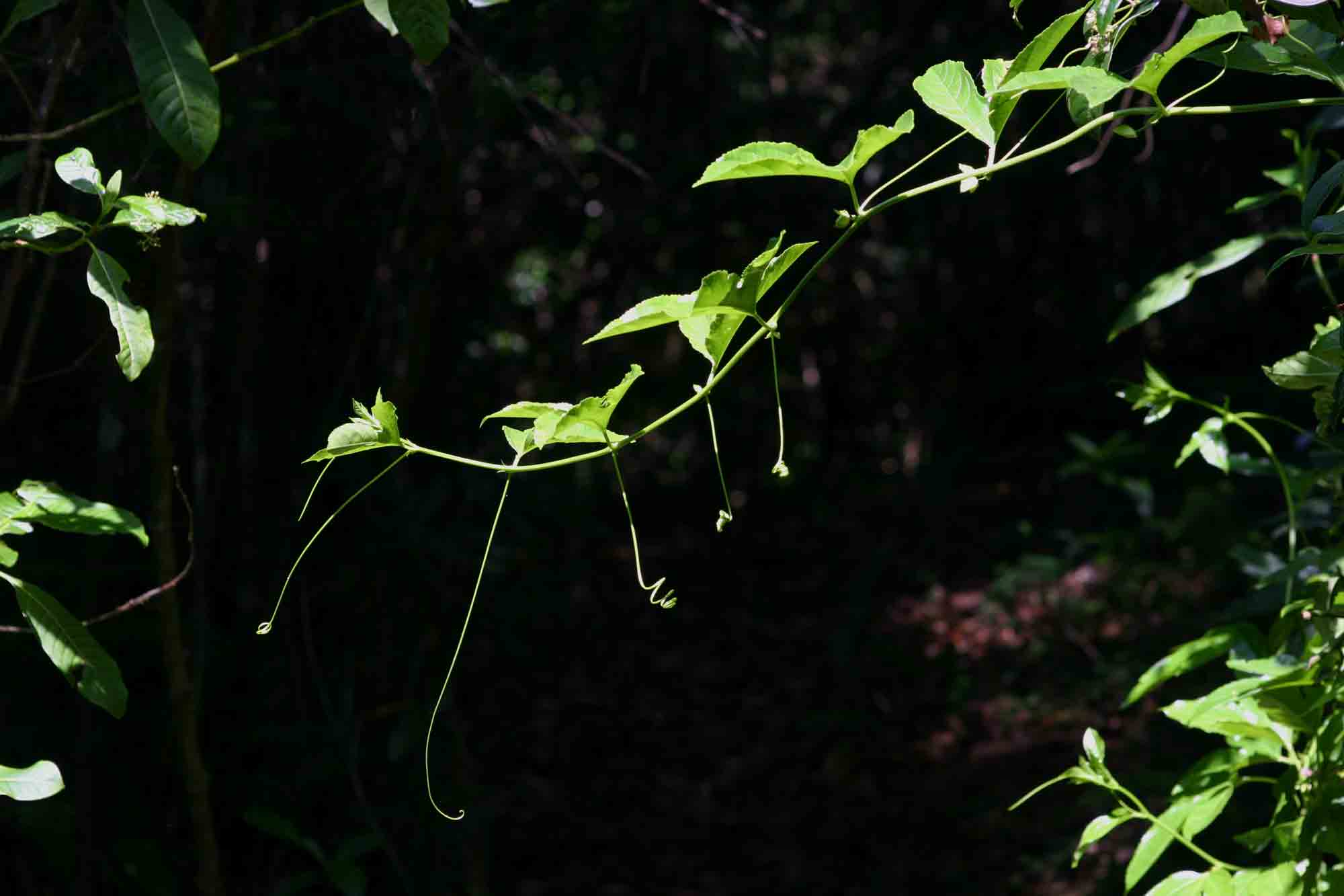 Passiflora edulis Passiflora edulis