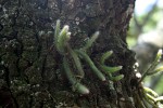 Rhipsalis baccifera