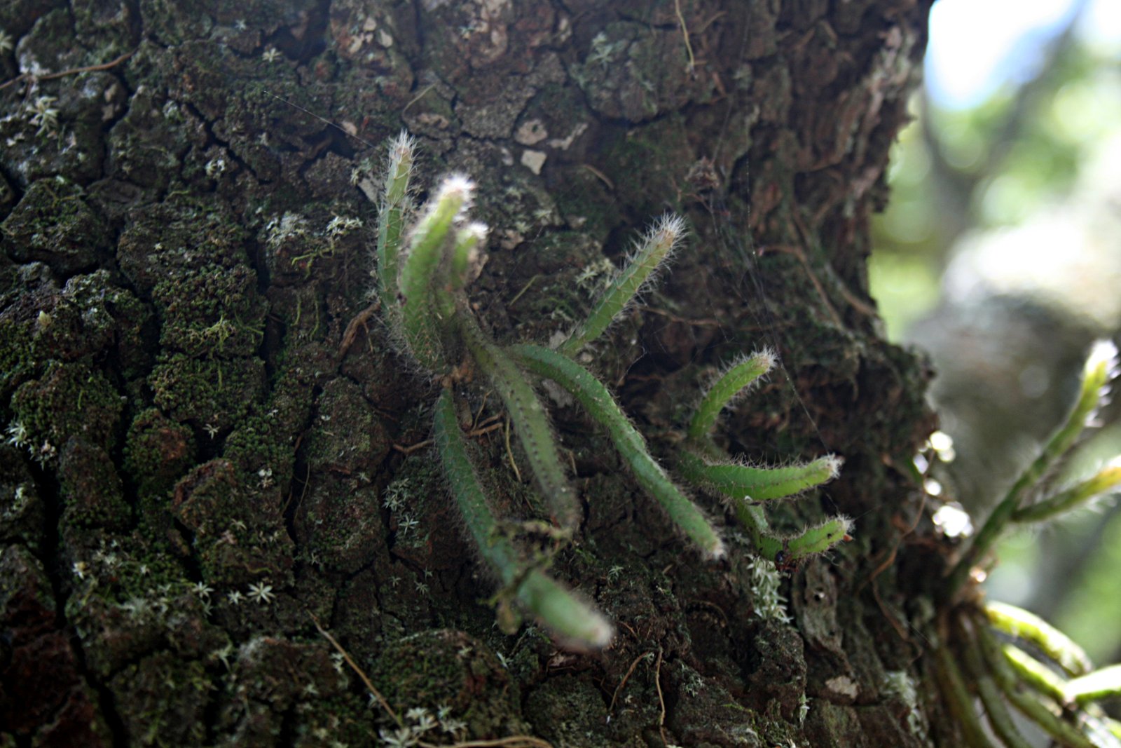 Rhipsalis baccifera