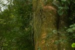 Rhipsalis baccifera
