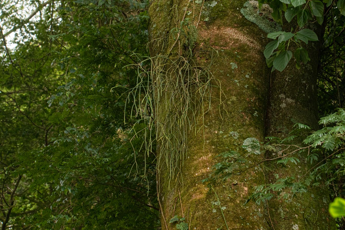 Rhipsalis baccifera