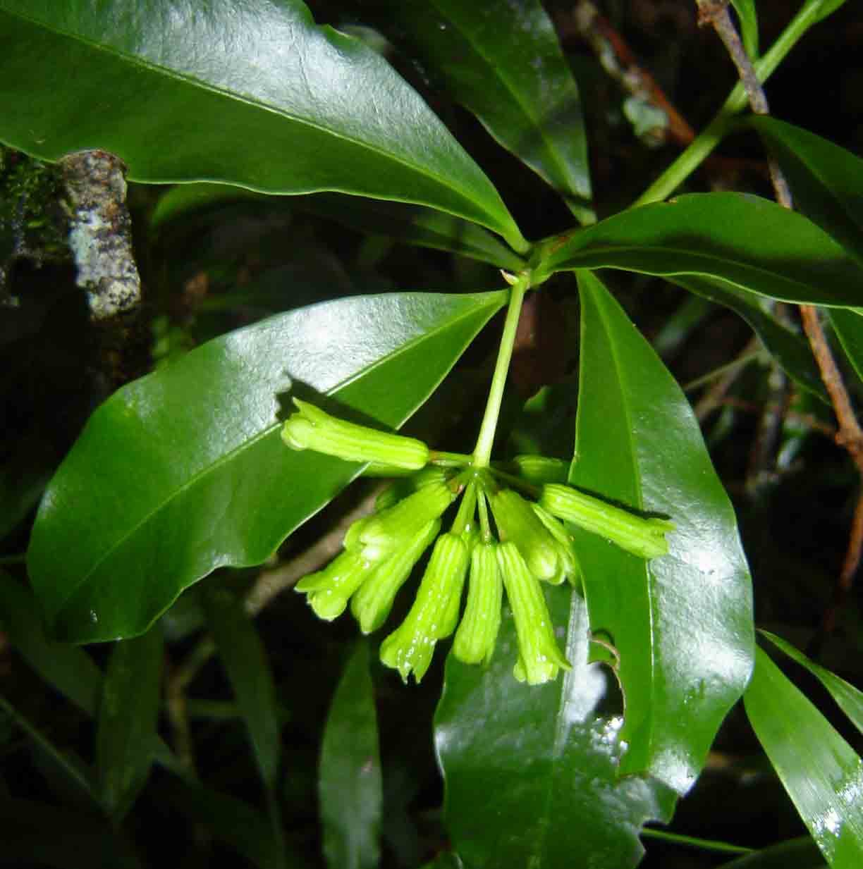 Peddiea africana