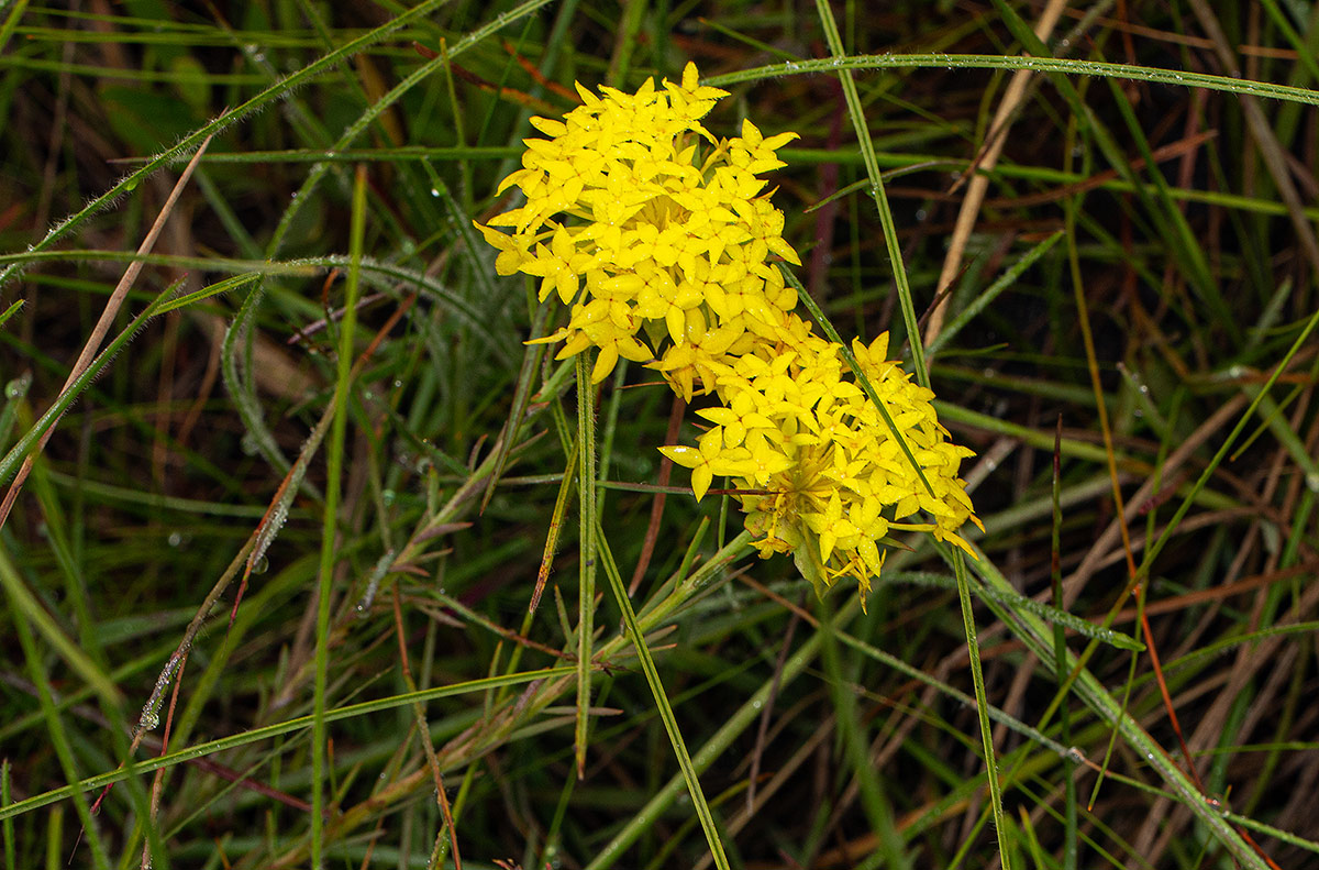 Gnidia chrysantha Gnidia chrysantha