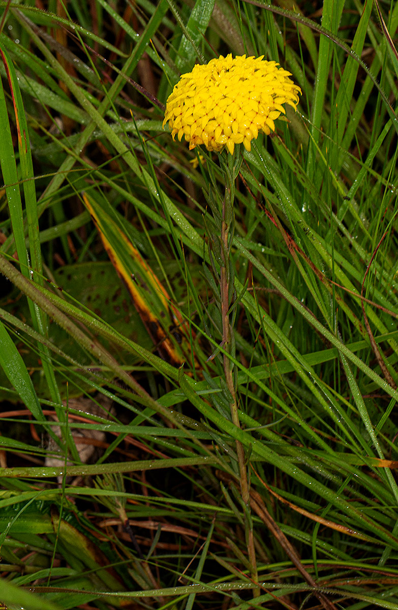 Gnidia chrysantha Gnidia chrysantha