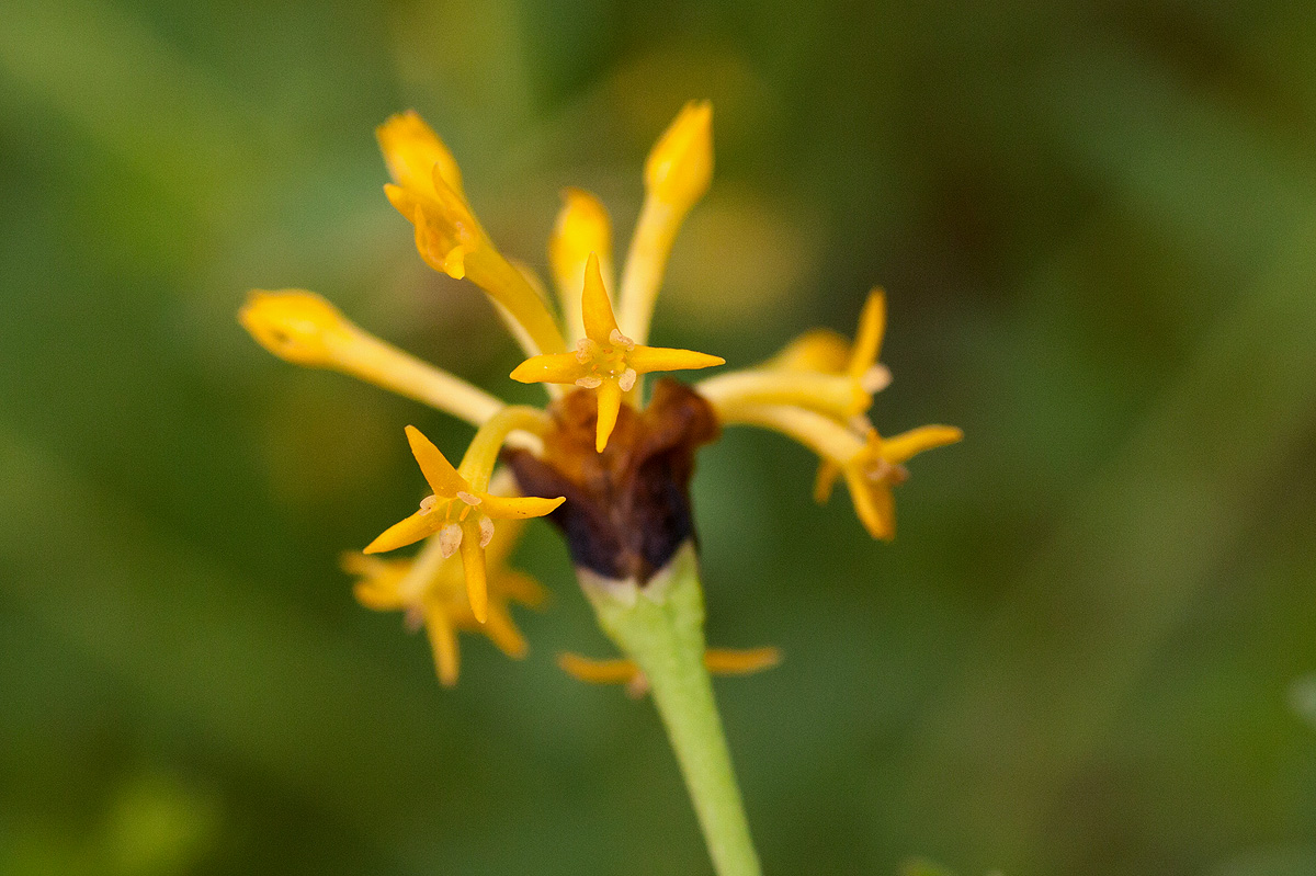 Gnidia involucrata