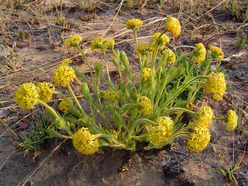Gnidia kraussiana var. kraussiana Gnidia kraussiana var. kraussiana