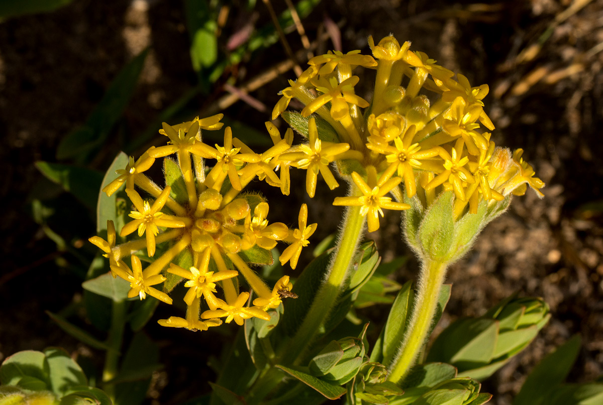 Gnidia kraussiana var. kraussiana Gnidia kraussiana var. kraussiana