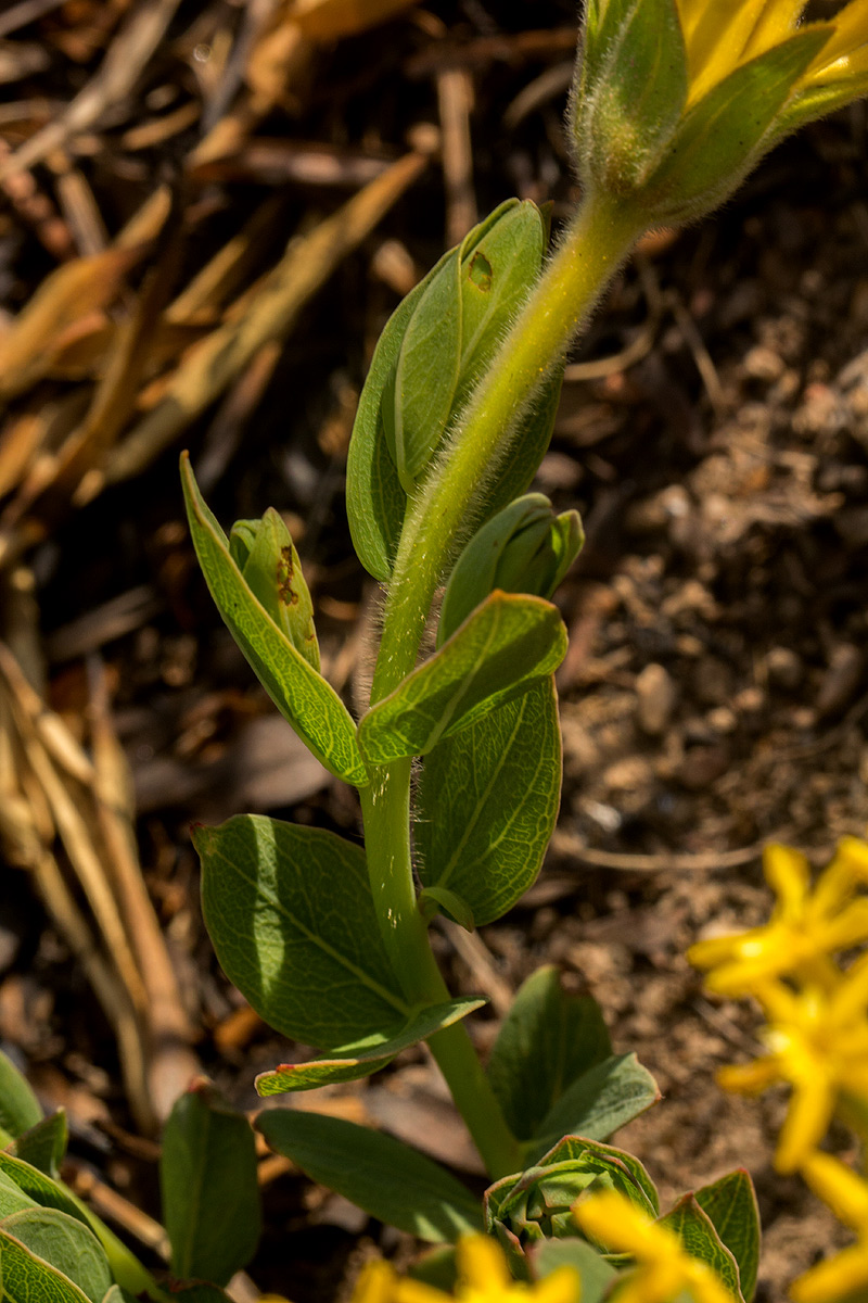 Gnidia kraussiana var. kraussiana Gnidia kraussiana var. kraussiana