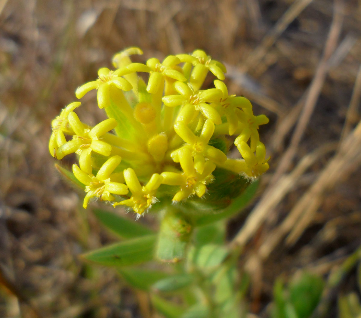 Gnidia kraussiana var. kraussiana Gnidia kraussiana var. kraussiana