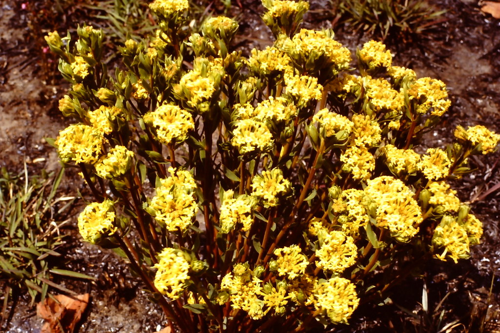 Gnidia kraussiana var. kraussiana Gnidia kraussiana var. kraussiana