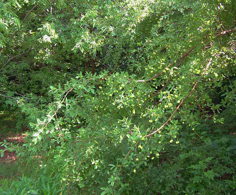 Pteleopsis anisoptera