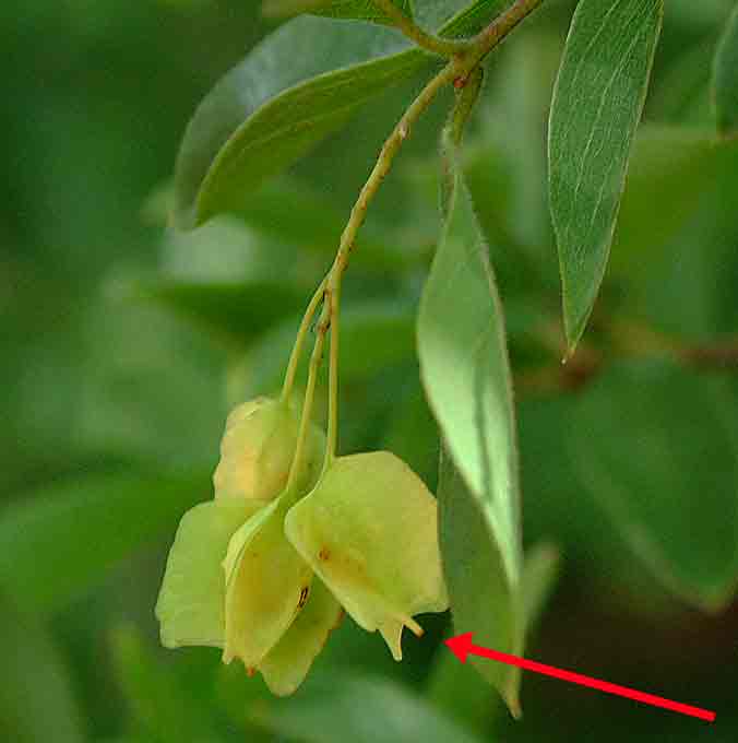 Pteleopsis anisoptera