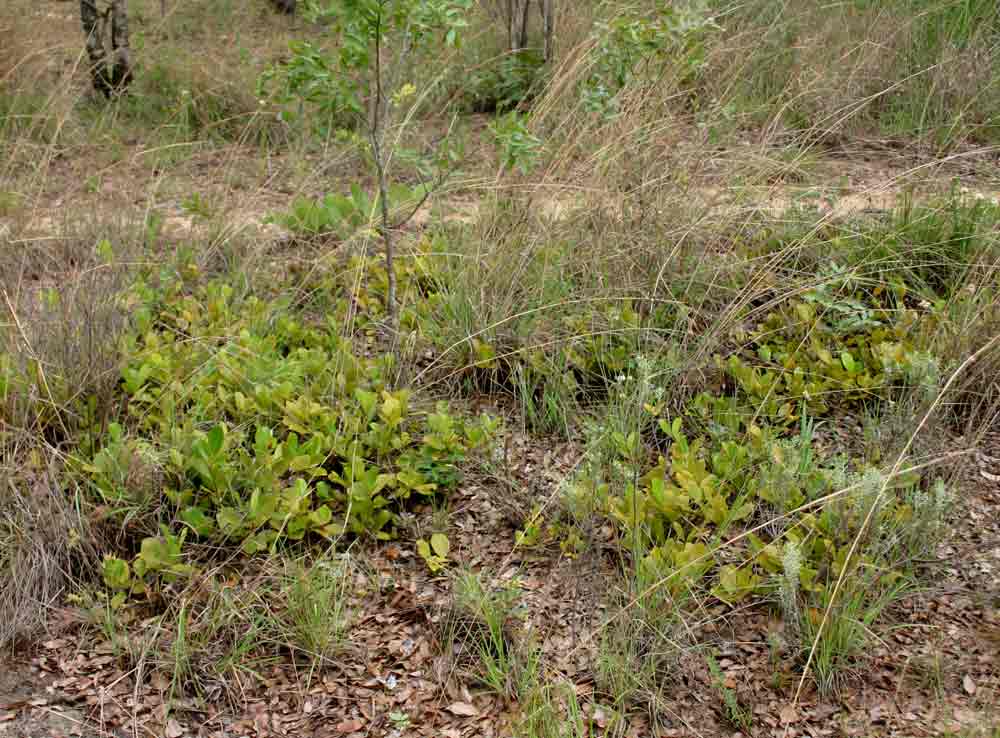 Syzygium guineense subsp. huillense