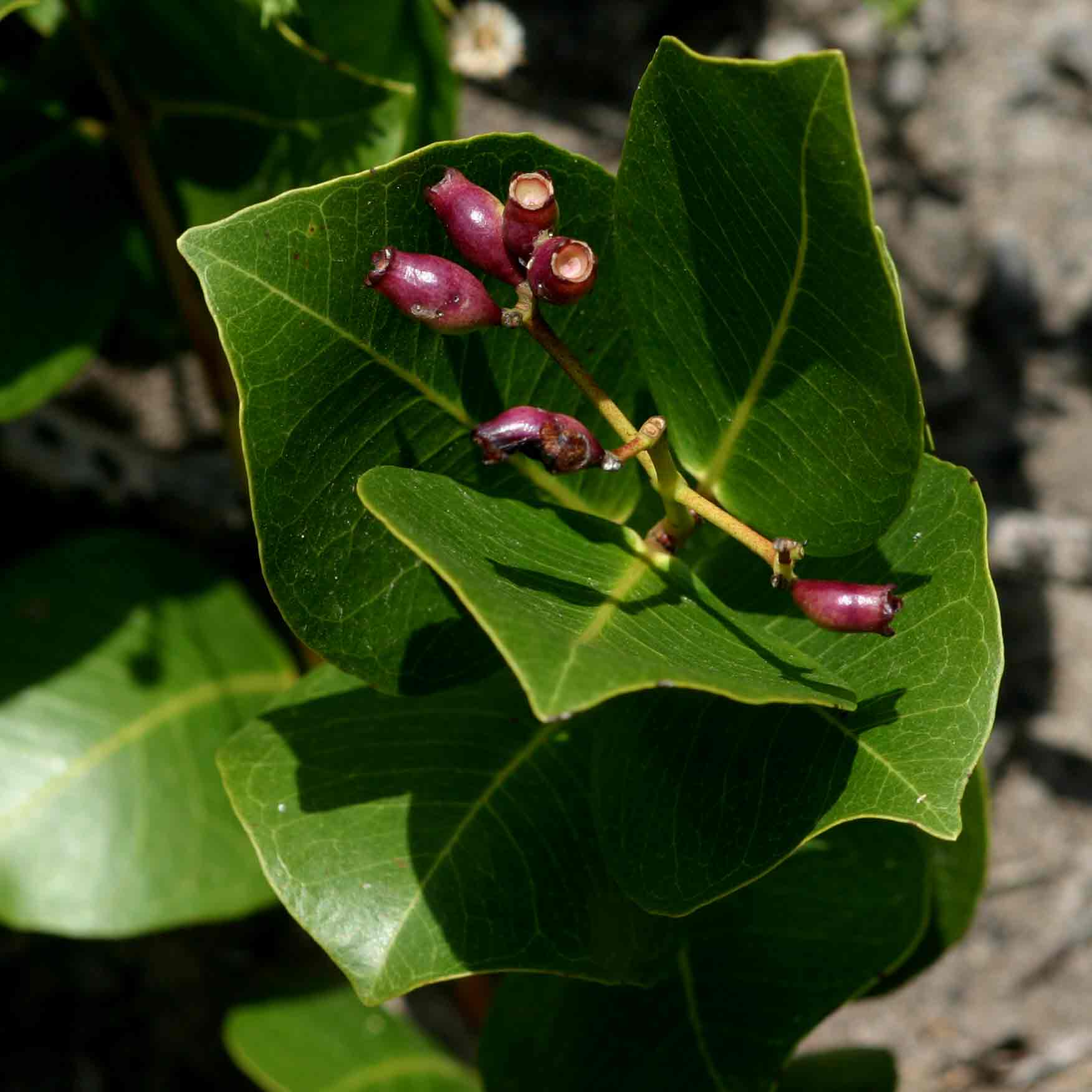 Syzygium guineense subsp. huillense