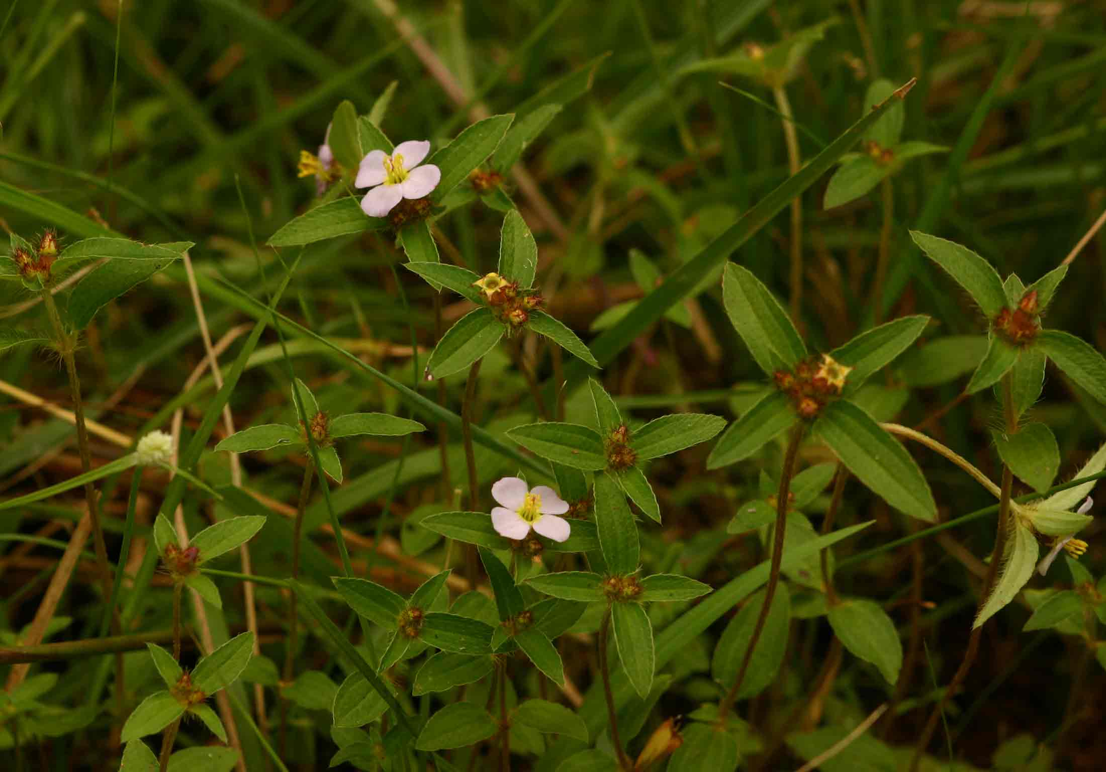 Antherotoma naudinii Antherotoma naudinii