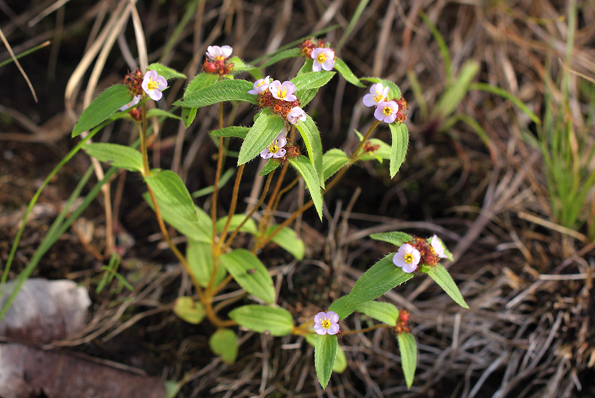 Antherotoma naudinii Antherotoma naudinii